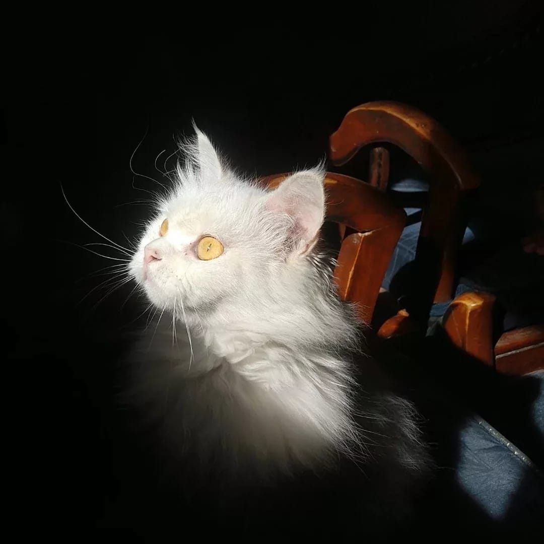 cat